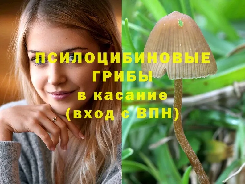 Псилоцибиновые грибы мицелий  Каменка 